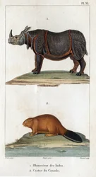 Nosorożec indyjski i bóbr kanadyjski. Fauna des Médecins czyli historia zwierząt i ich produktów autorstwa Hippolyte Cloquet” – tom 6 – 1825.