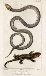 Wąż obrożny, Salamander Lądowy.” „Fauna des Médecins czyli historia zwierząt i ich produktów autorstwa Hippolyte Cloquet” – tom 6 – 1825.