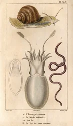 Ślimak zwyczajny, mątwa zwyczajna, jej kość, dżdżownica zwyczajna.w „”Fauna doków czyli historia zwierząt i ich produktów według Hippolyte Cloquet””” – tom 6 - 1825.