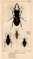 Świetlik męski latawca, naturalnej wielkości, maska Reduve, wspólne blaps, proscarabee Meloe w „”Faunie lekarzy czyli historia zwierząt i ich produktów wg Hippolyte Cloquet”” – tom 6 - 1825.