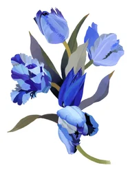 Niebieski tulipan