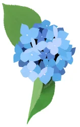 hortensja