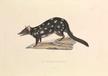 "The Raccoon Dasyure