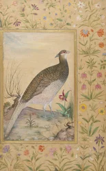 Himalayan Cheer Bażant, ok. 1620, obramowanie ok. 1635 (nieprzezroczyste wc i złoto na papierze)