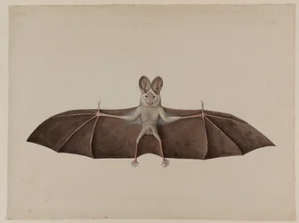 Azjatycki mały fałszywy wampir nietoperz, ok. 1790 r