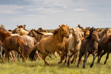 Stado koni na południowej pustyni Gobi, Mongolia, 2018 r. (zdjęcie ilustracyjne)