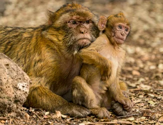 Makaki berberyjskie w pobliżu Ifrane w Maroku, 2017 r. (zdjęcie)