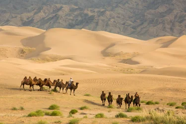 Karawana wielbłądów baktrianów na południowej pustyni Gobi, Mongolia, 2013 (zdjęcie)
