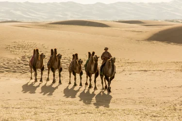 Karawana wielbłądów baktrianów na południowej pustyni Gobi, Mongolia, 2013 (zdjęcie)