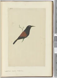 F.18 Ptak akacji. Kukułka. Nowa Zelandia, 1772-75 (wc)