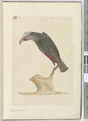 F.1 Parrot, Nowa Zelandia, 1772-75 (wc)