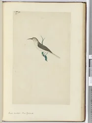 F.23 Mała kukułka. Nowa Zelandia, 1772-75 (wc)