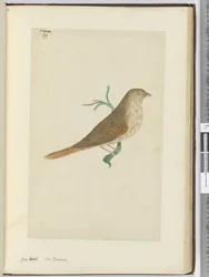 F.29 Dziób brutto. Nowa Zelandia, 1772-75 (wc)