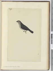 F.30 Nowozelandzki ptak oswojony jak rudzik, 1772-75 (wc)