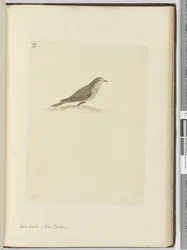 F.31 Skowronek piaskowy. Nowa Zelandia, 1772-75 (wc)