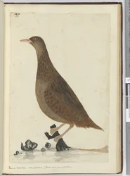 F.33 Szyling lub kura z drewna. Nowa Zelandia. (Dodatki do małych strumyków), 1772-75 (wc)