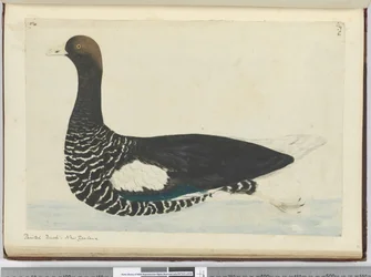 F.34 Malowana kaczka. Nowa Zelandia, 1772-75 (wc)