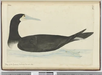 F.46 Kormorany z Nowej Zelandii, które budują gniazda na drzewach, 1772-75