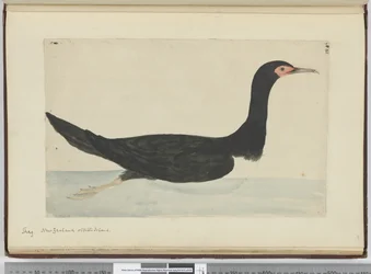 F.48 Kormoran. Nowa Zelandia i Staten Island, 1772-75