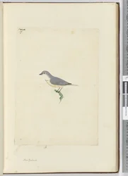 f.17 Niezidentyfikowany ptak z Nowej Zelandii, 1772-75 (wc)