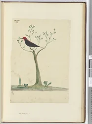 f.24 Nowe Hebrydy?, 1772-75 (wc)