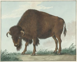 Bizon