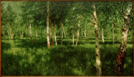 Brzozowy gaj