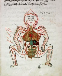 Medycyna arabska: „”krążenie krwi i układ pokarmowy””Miniatura rękopisu anatomii „”Tashrih bi al-Taswir””(Anatomia ciała) autorstwa Mansura (Mansur) ibn Ilyasa (ok. 1390) Stambuł XVII w., biblioteka uniwersytecka