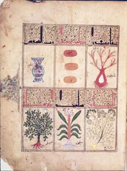 Ms. Arabe 2964 fol.49 Rośliny z traktatu Theriac po Galien, 1217