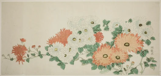 Chryzantemy