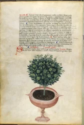 Roślina bazylii w doniczce, ilustracja z „Carrara Herbal”, Padwa, ok. 1400 (pióro i atrament ze złotem na papierze)