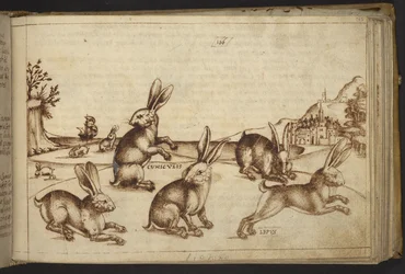 Add. 82955, f.165 Rabbits (