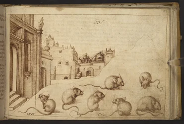 Dodać. 82955, f.192   Myszy („mus”).  , z Historii Animalium, (składający się z 245 rysunków wykonanych piórem i atramentem różnych gatunków zwierząt i mitycznych stworzeń, każdy opatrzony opisem.)    1595