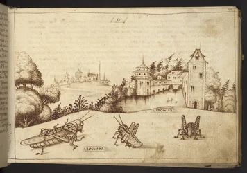 Dodać. 82955, f.49 Szarańcza jedząca wysoką roślinę.  , z Historii Animalium, (składający się z 245 rysunków wykonanych piórem i atramentem różnych gatunków zwierząt i mitycznych stworzeń, każdy opatrzony opisem.)    1595