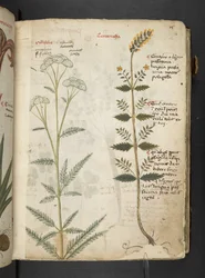 Dodaj MS 41623 