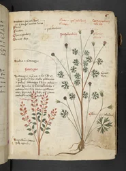 Dodaj MS 41623 
