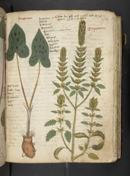 Dodaj MS 41623 