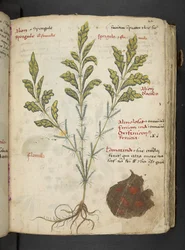 Dodaj MS 41623 