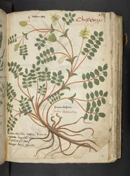 Dodaj MS 41623 