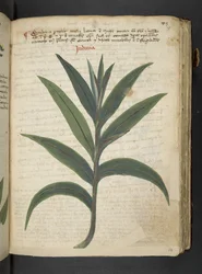 Dodaj MS 41623 