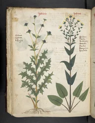 Dodaj MS 41623 