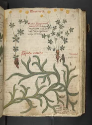 Dodaj MS 41623 