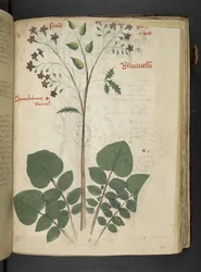 Dodaj MS 41623 f.110r 