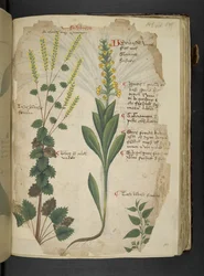 Dodaj MS 41623 f.113r 