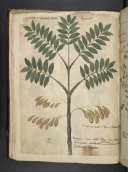 Dodaj zioła MS 41623 f.17v A, Belluno (tusz i kolor na welinie)