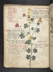 Dodaj zioła MS 41623 f.19v A, Belluno (tusz i kolor na welinie)