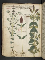 Dodaj MS 41623 f.30v 