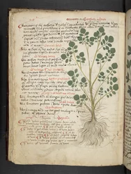 Dodaj MS 41623 f.32v 