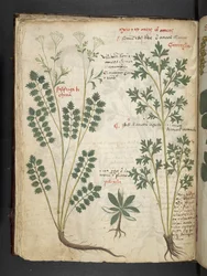 Dodaj MS 41623 f.33v 