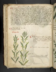 Dodaj MS 41623 f.39v 